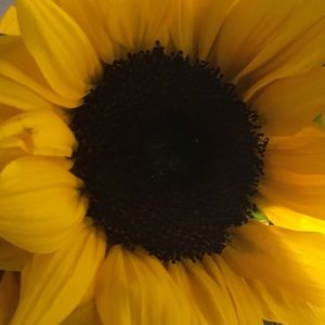 Meet your Posher, Isis